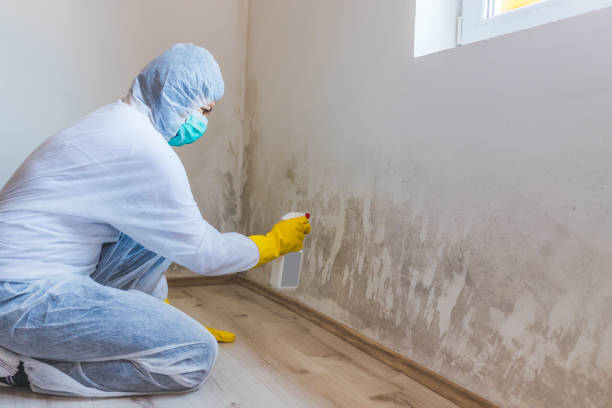 Licensed Crawl Space Mold Removal service in Verona, VA - WQB Mold Removal