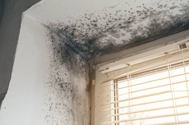 Affordable Crawl Space Mold Removal solutions in Verona, VA